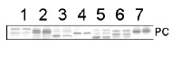 PC | Plastocyanin in the group Antibodies for Plant/Algal / Photosynthesis / Electron transfer at Agrisera AB (Antibodies for research) (AS06 141)